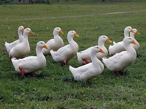 American Pekin Duck Characteristics, History and Care Guide