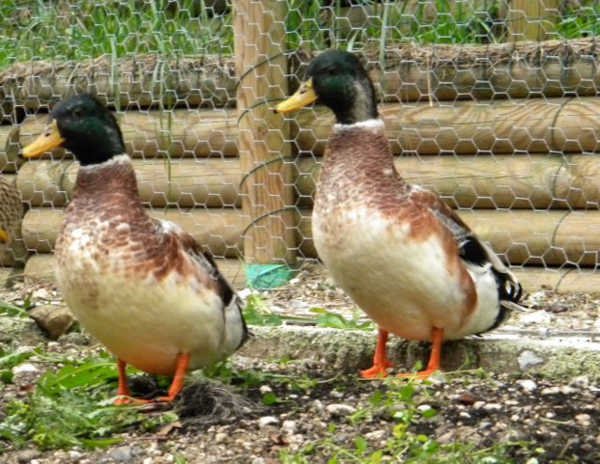 Silver Appleyard Duck - Profile, History and Care Guide